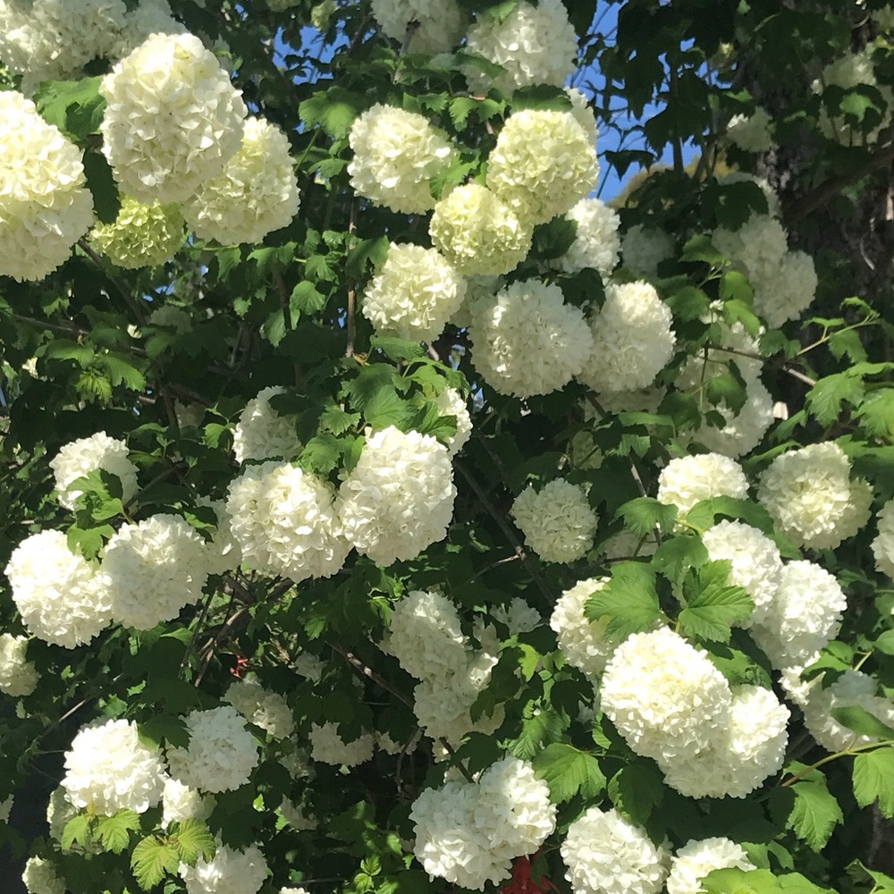 Meet your Posher, Deborah